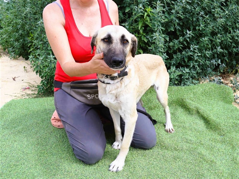 Emma, Labrador-Mix, freundlich und sozial