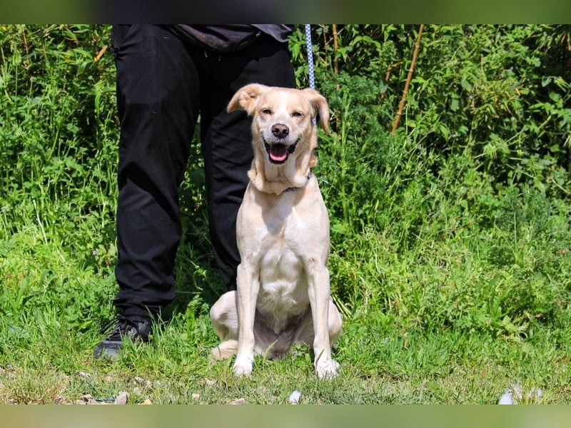 Luna, Labrador-Mix, lieb und sozial