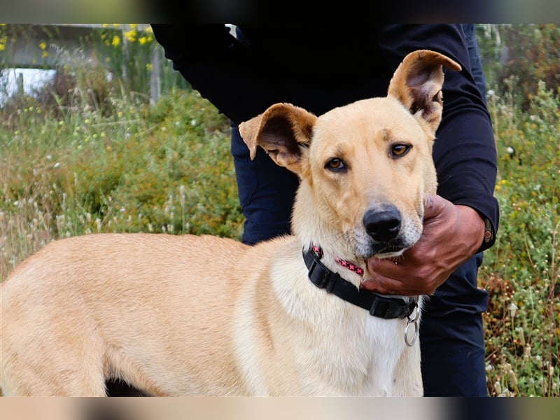 Nelia, Labrador-Mix  , lieb und verträglich