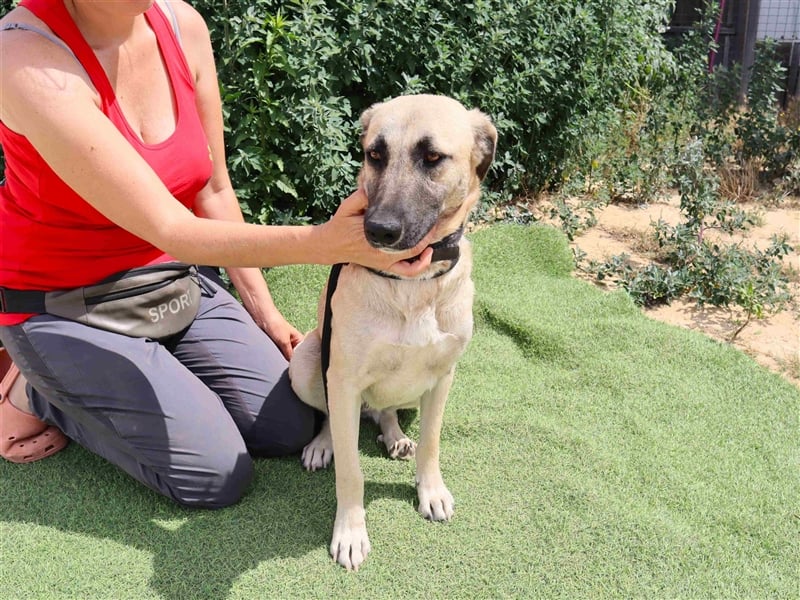 Emma, Labrador-Mix, freundlich und sozial