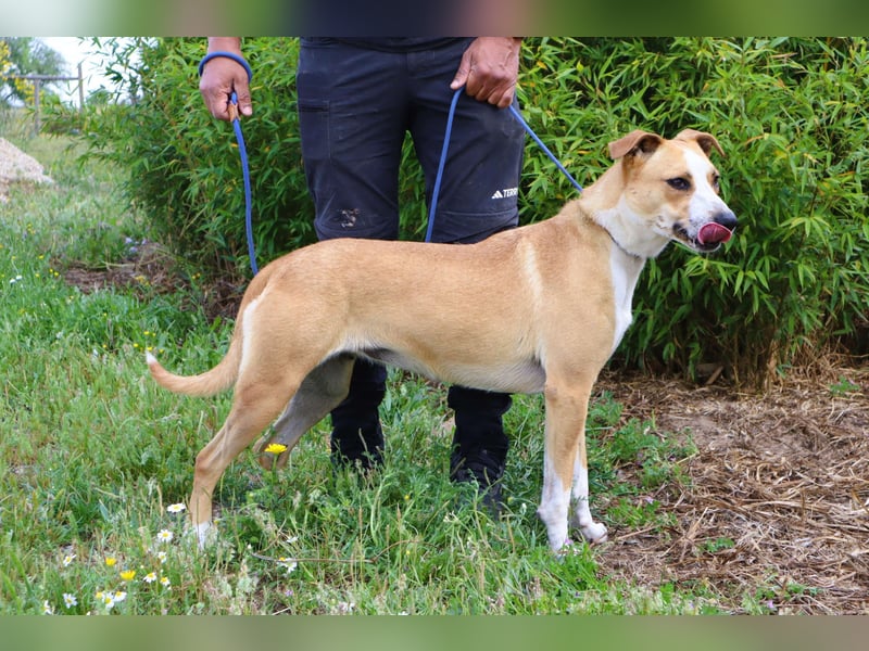 Goma, Labrador-Mix, lieb und sozial