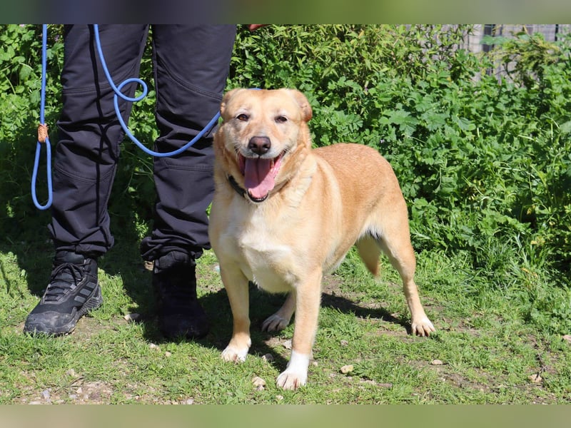 Farrusca  - Labrador-Mix, lieb und verträglich