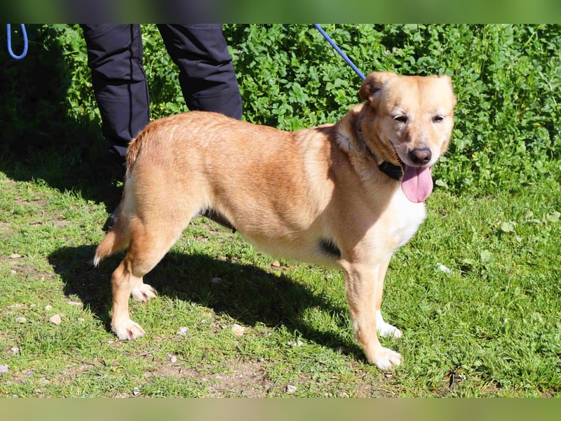 Farrusca  - Labrador-Mix, lieb und verträglich