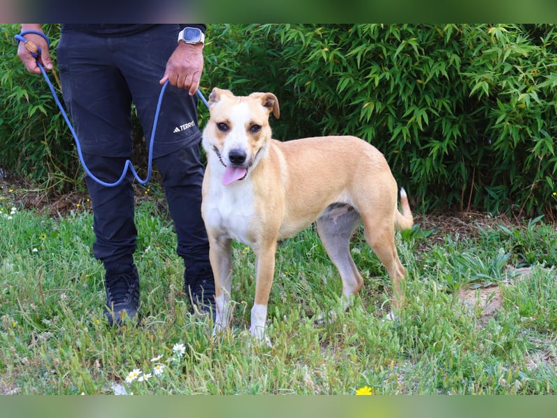 Goma, Labrador-Mix, lieb und sozial