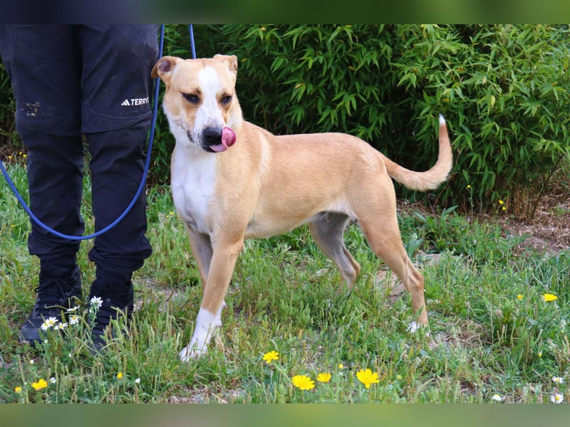 Goma, Labrador-Mix, lieb und sozial