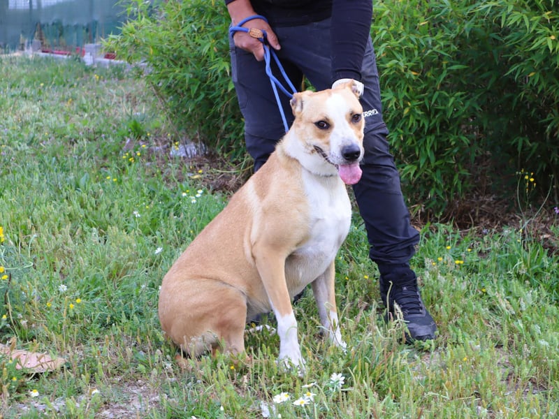 Goma, Labrador-Mix, lieb und sozial