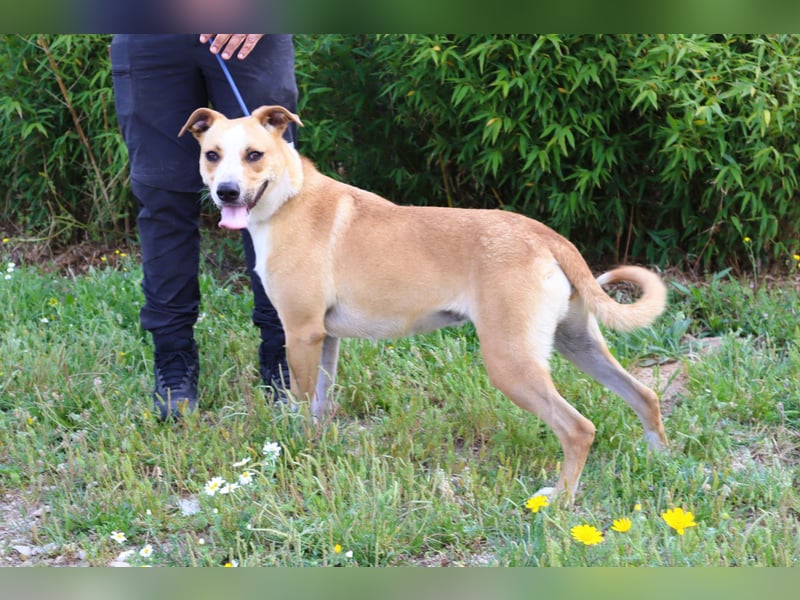 Goma, Labrador-Mix, lieb und sozial