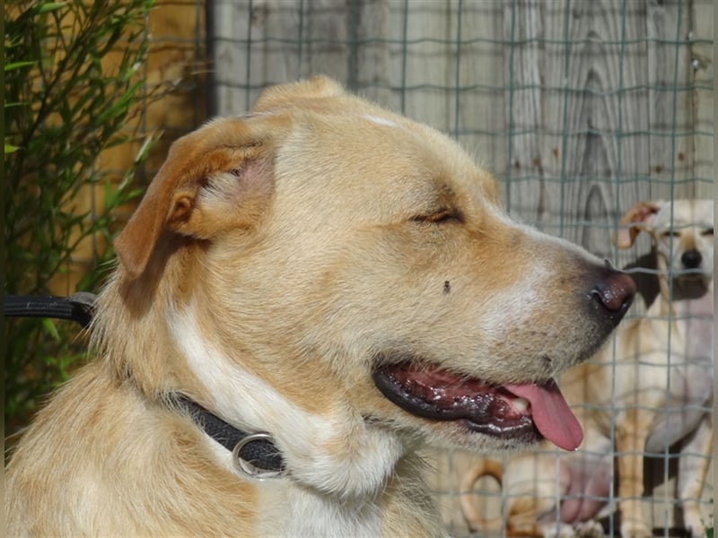 Moony, Mix Labrador / Podengo, lieb und verträglich
