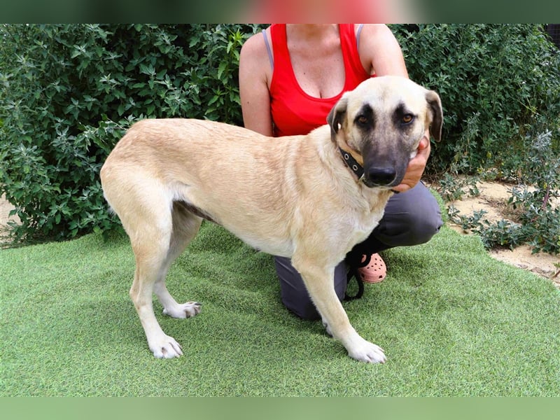 Emma, Labrador-Mix, freundlich und sozial