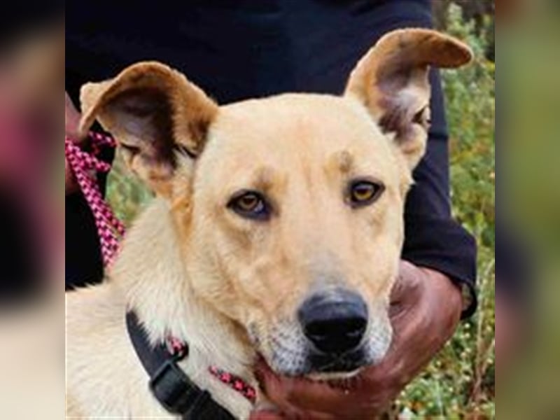 Nelia, Labrador-Mix  , lieb und verträglich