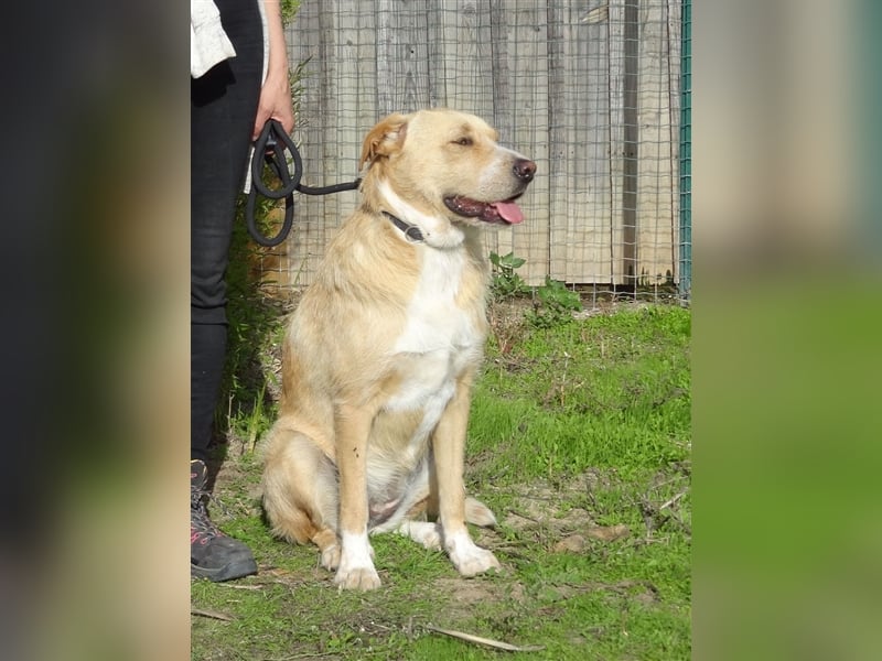 Moony, Mix Labrador / Podengo, lieb und verträglich