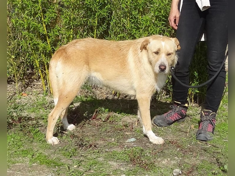 Moony, Mix Labrador / Podengo, lieb und verträglich