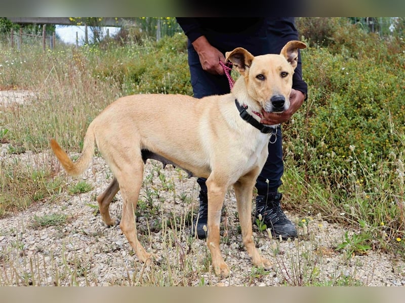 Nelia, Labrador-Mix  , lieb und verträglich