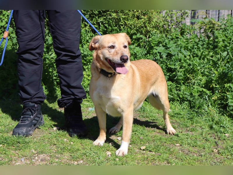Farrusca  - Labrador-Mix, lieb und verträglich