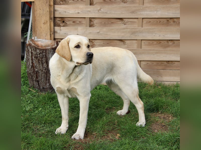 Bildhübsche Labradorhündin, 4 Jahre, in gelb sucht ein tolles Zuhause auf Lebenszeit!