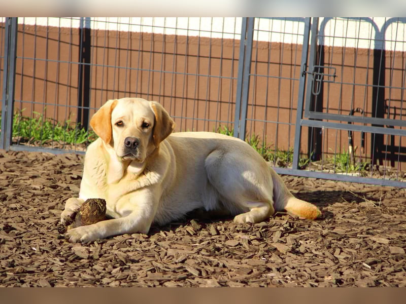 Bildhübsche Labradorhündin, 4 Jahre, in gelb sucht ein tolles Zuhause auf Lebenszeit!
