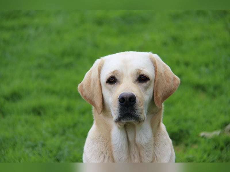 Bildhübsche Labradorhündin, 4 Jahre, in gelb sucht ein tolles Zuhause auf Lebenszeit!