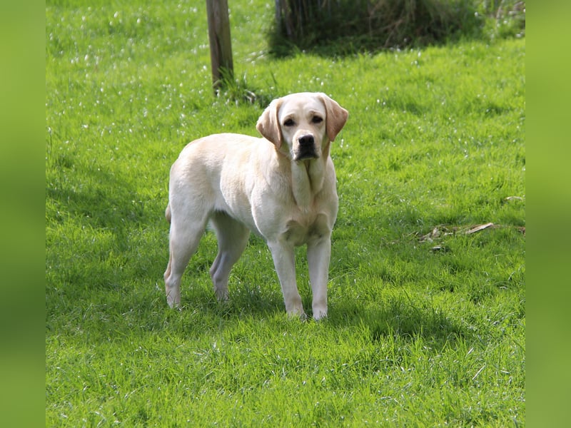 Bildhübsche Labradorhündin, 4 Jahre, in gelb sucht ein tolles Zuhause auf Lebenszeit!