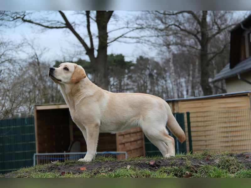 Bildhübsche Labradorhündin, 4 Jahre, in gelb sucht ein tolles Zuhause auf Lebenszeit!