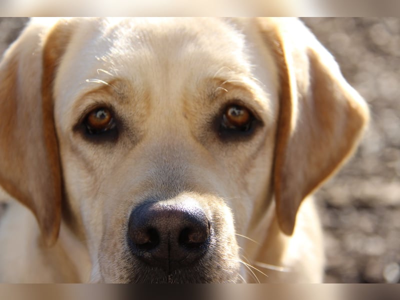 Bildhübsche Labradorhündin, 4 Jahre, in gelb sucht ein tolles Zuhause auf Lebenszeit!