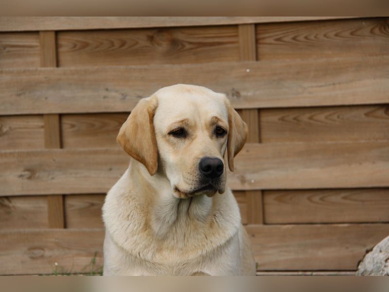 Bildhübsche Labradorhündin, 4 Jahre, in gelb sucht ein tolles Zuhause auf Lebenszeit!