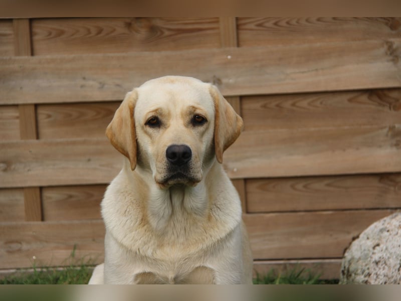 Bildhübsche Labradorhündin, 4 Jahre, in gelb sucht ein tolles Zuhause auf Lebenszeit!