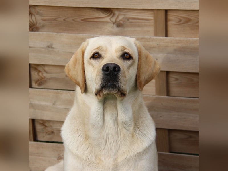 Bildhübsche Labradorhündin, 4 Jahre, in gelb sucht ein tolles Zuhause auf Lebenszeit!