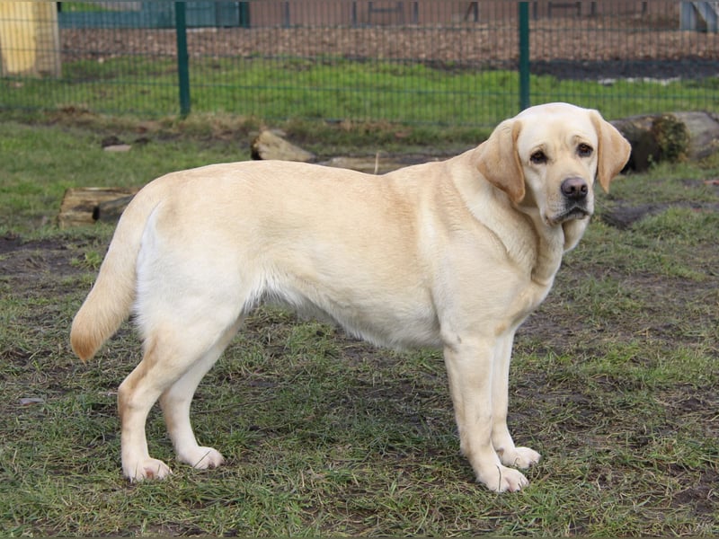 Bildhübsche Labradorhündin, 4 Jahre, in gelb sucht ein tolles Zuhause auf Lebenszeit!
