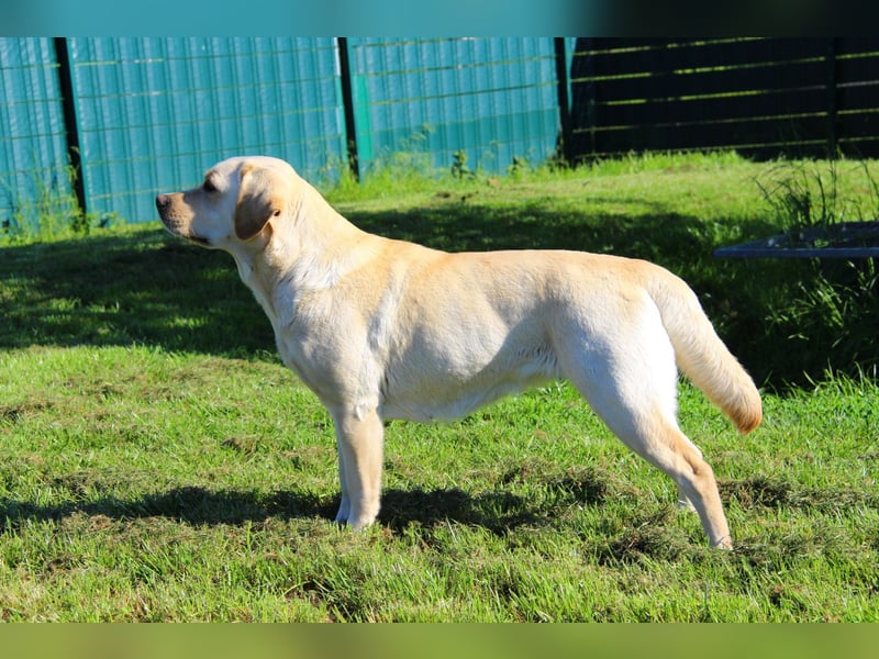Bildhübsche Labradorhündin, 4 Jahre, in gelb sucht ein tolles Zuhause auf Lebenszeit!