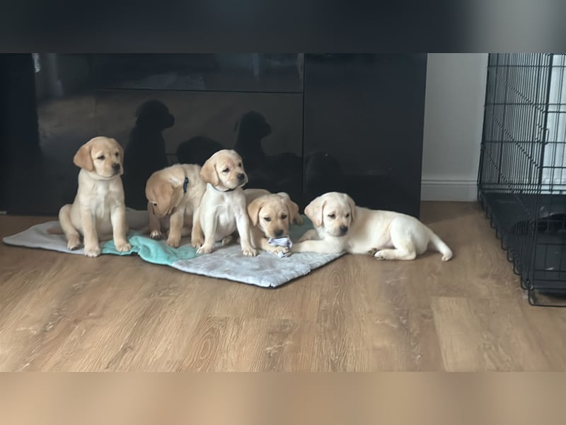 Labrador Welpen Abgabe bereit