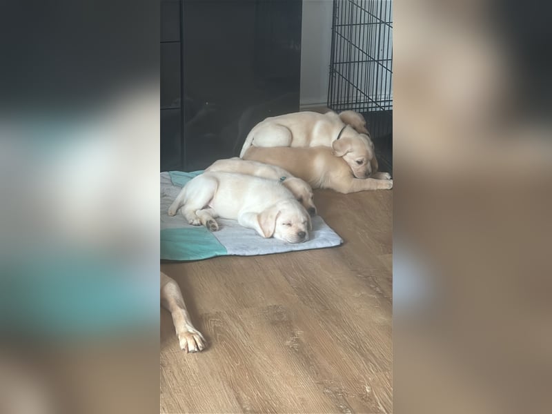 5 Weibchen suchen noch ein Zuhause