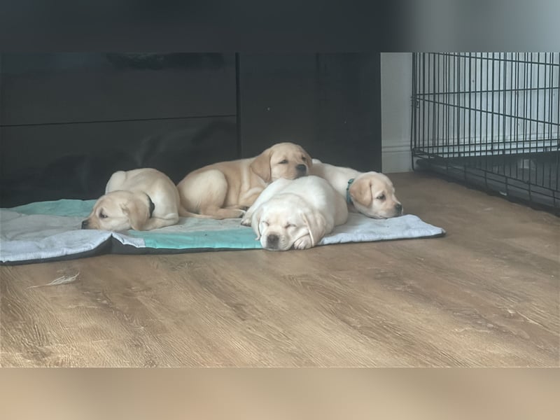 5 Weibchen suchen noch ein Zuhause