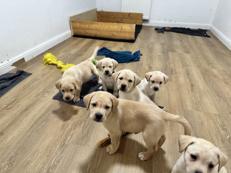 Labrador Welpen Abgabe bereit