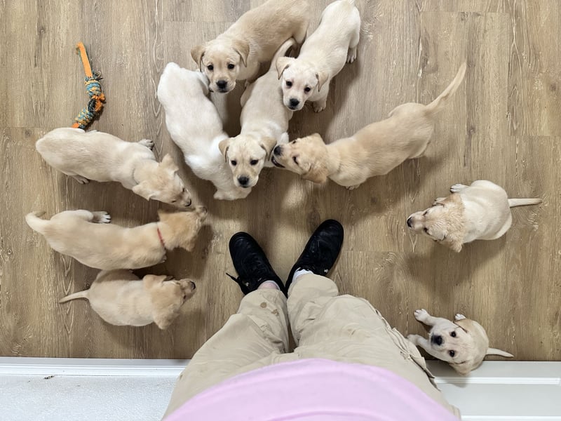 Labrador Welpen Abgabe bereit