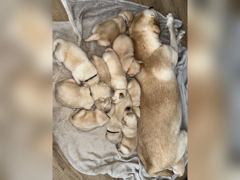 Labrador Welpen Abgabe bereit