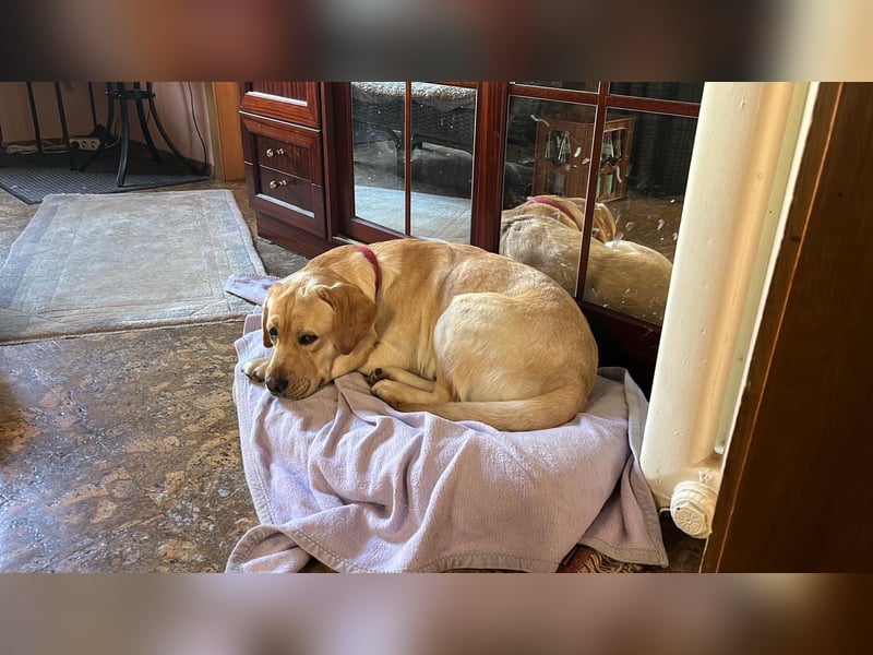 Labrador Welpen Abgabe bereit