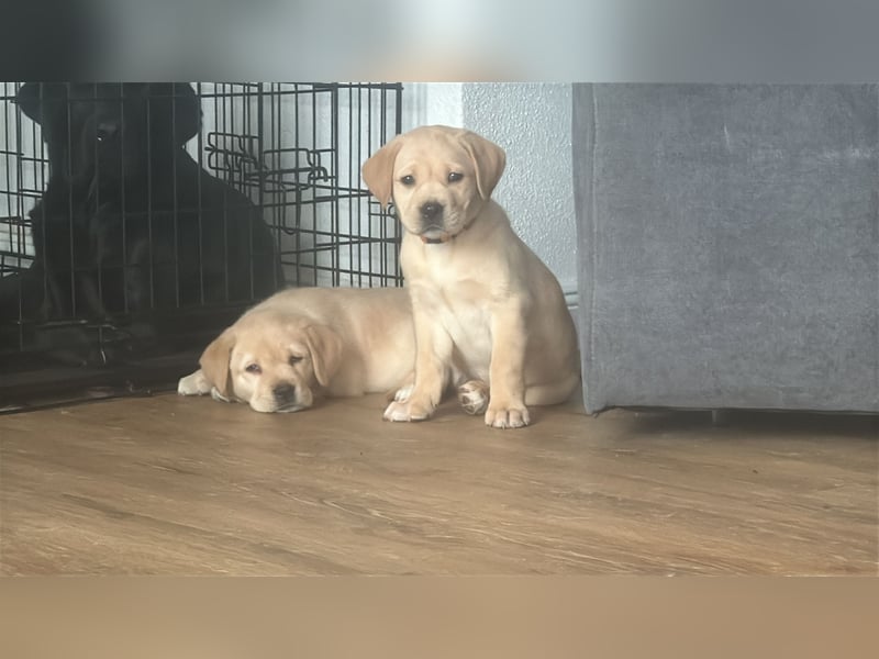 Labrador Welpen Abgabe bereit