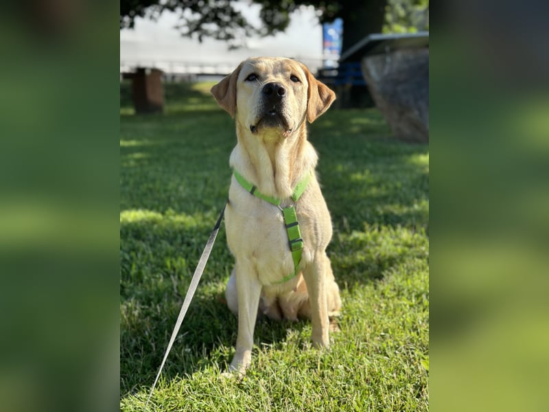 Labrador Welpen Abgabe bereit