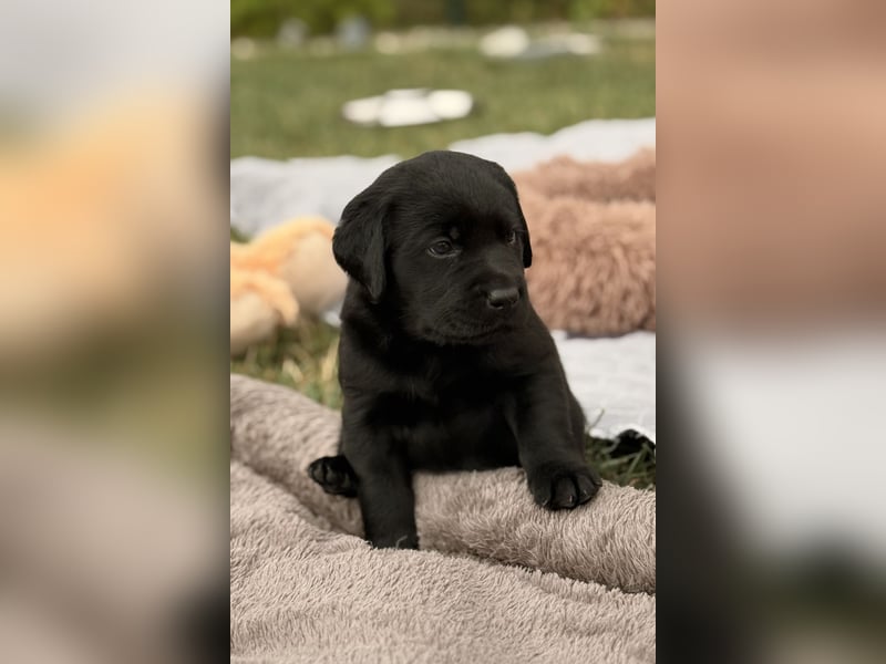 Labrador Welpen mit Ahnentafel