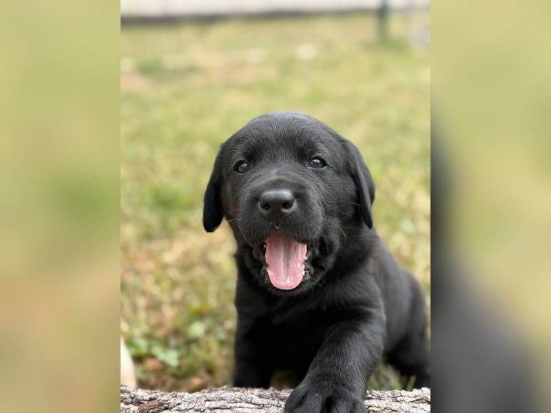 Labrador Welpen mit Ahnentafel