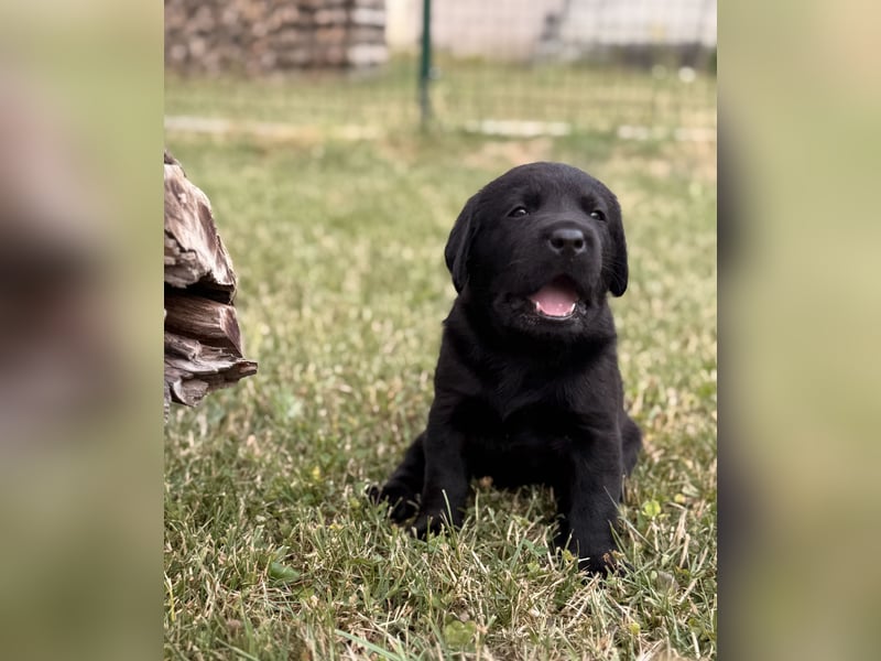 Labrador Welpen mit Ahnentafel
