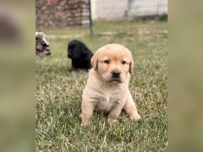 Labrador Welpen mit Ahnentafel