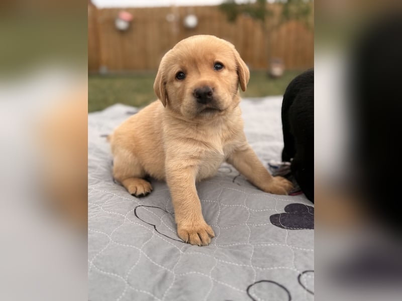 Labrador Welpen mit Ahnentafel