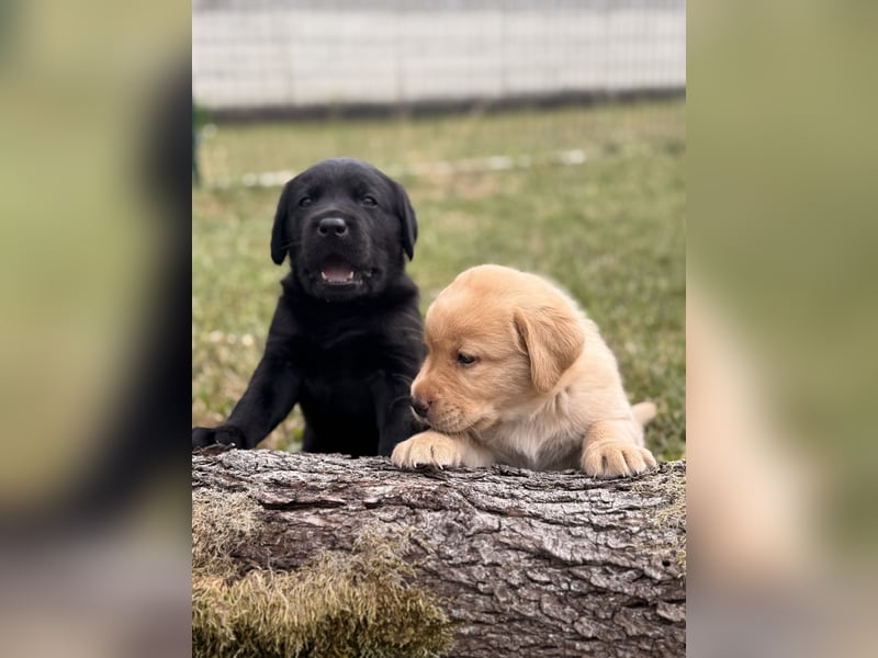 Labrador Welpen mit Ahnentafel