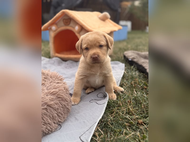 Labrador Welpen mit Ahnentafel