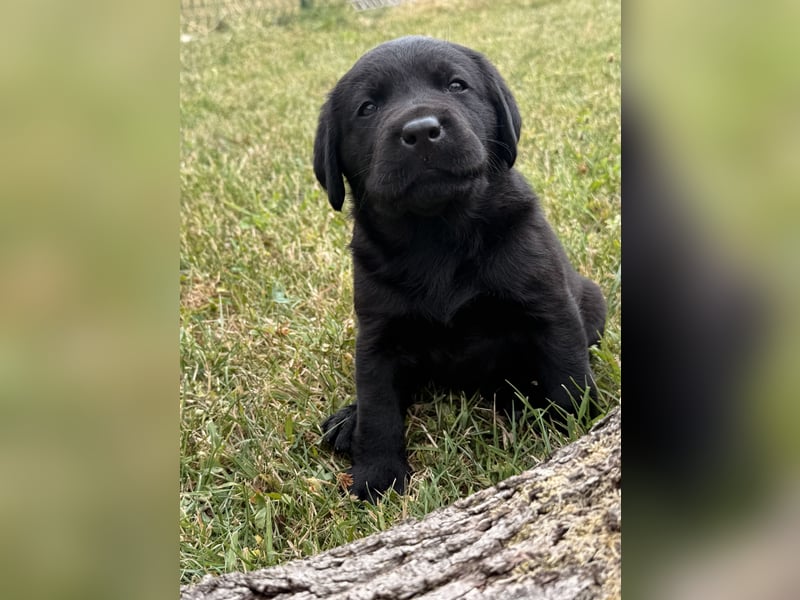 Labrador Welpen mit Ahnentafel