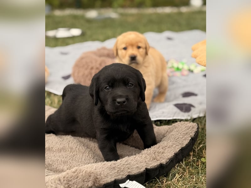 Labrador Welpen mit Ahnentafel