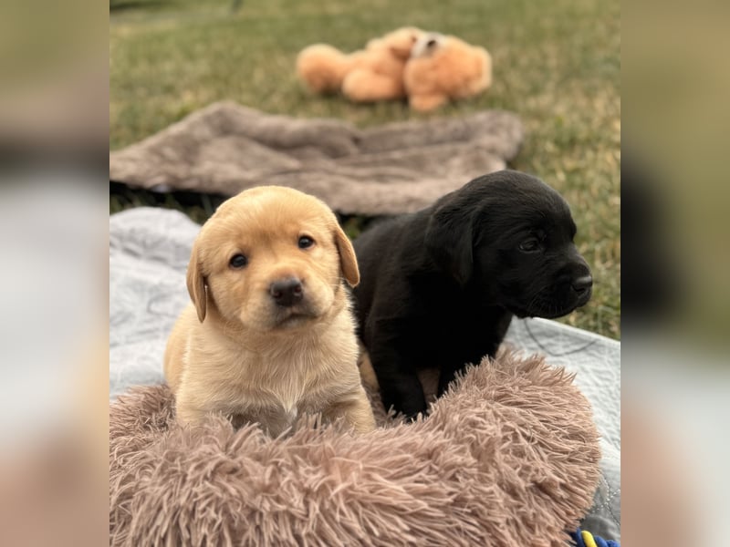 Labrador Welpen mit Ahnentafel