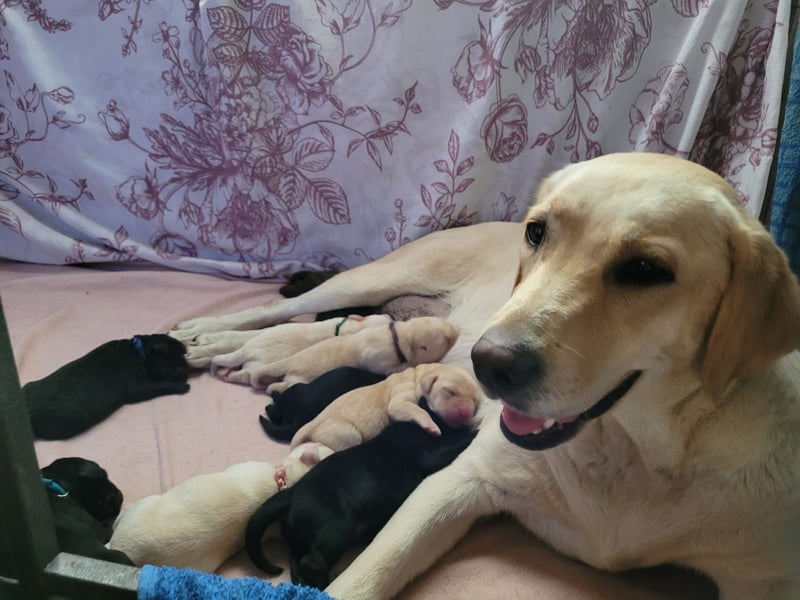 Labrador Welpen