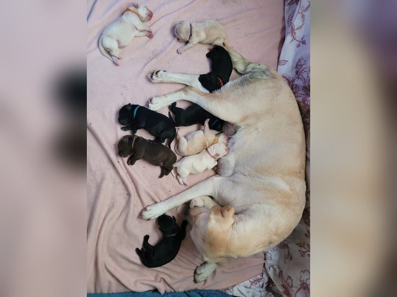 Labrador Welpen
